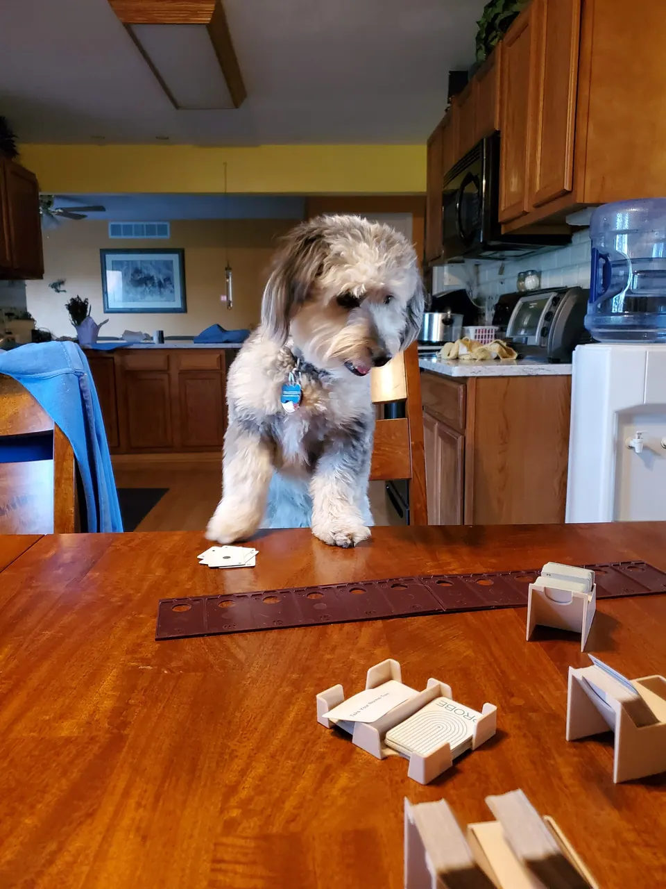 A small fluffy grey-and-white dog standing on a wooden table in a kitchen beside little wooden blocks.