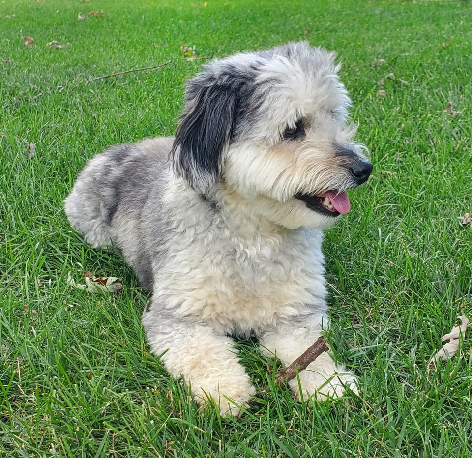 A fluffy grey-and-white dog lying on green grass, looking off to the side.