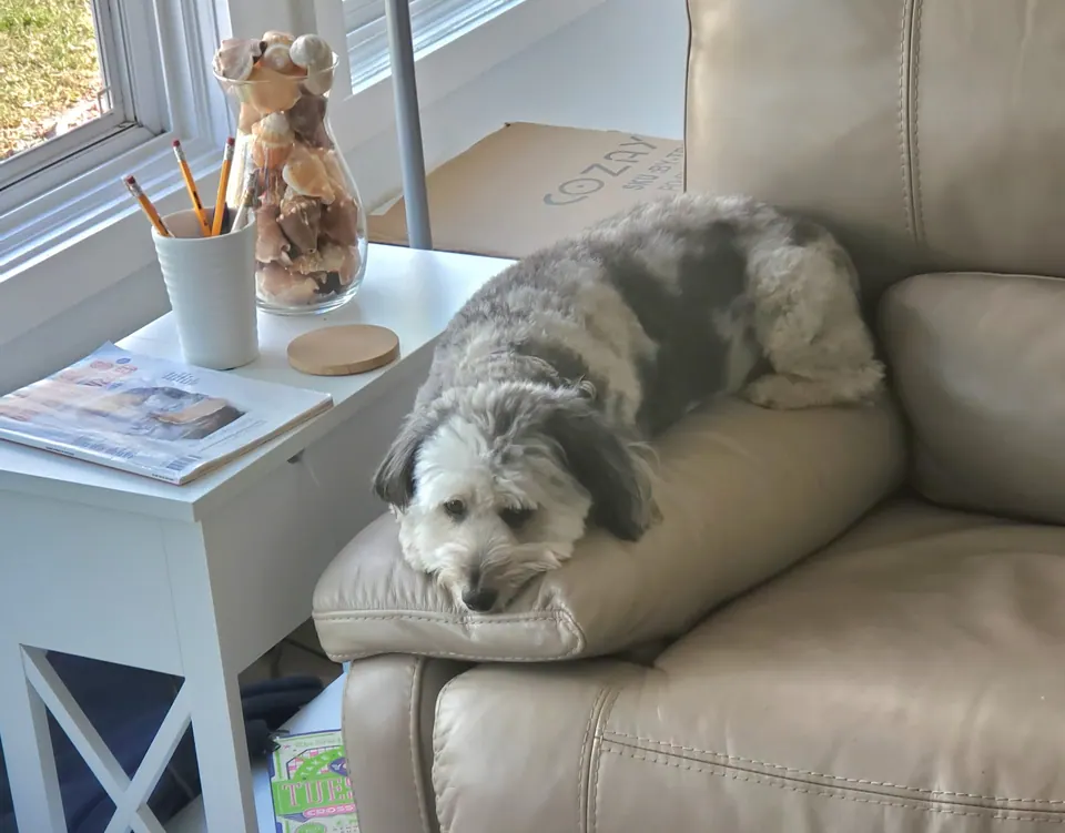 A grey-and-white dog resting on a cream armchair next to a side table.