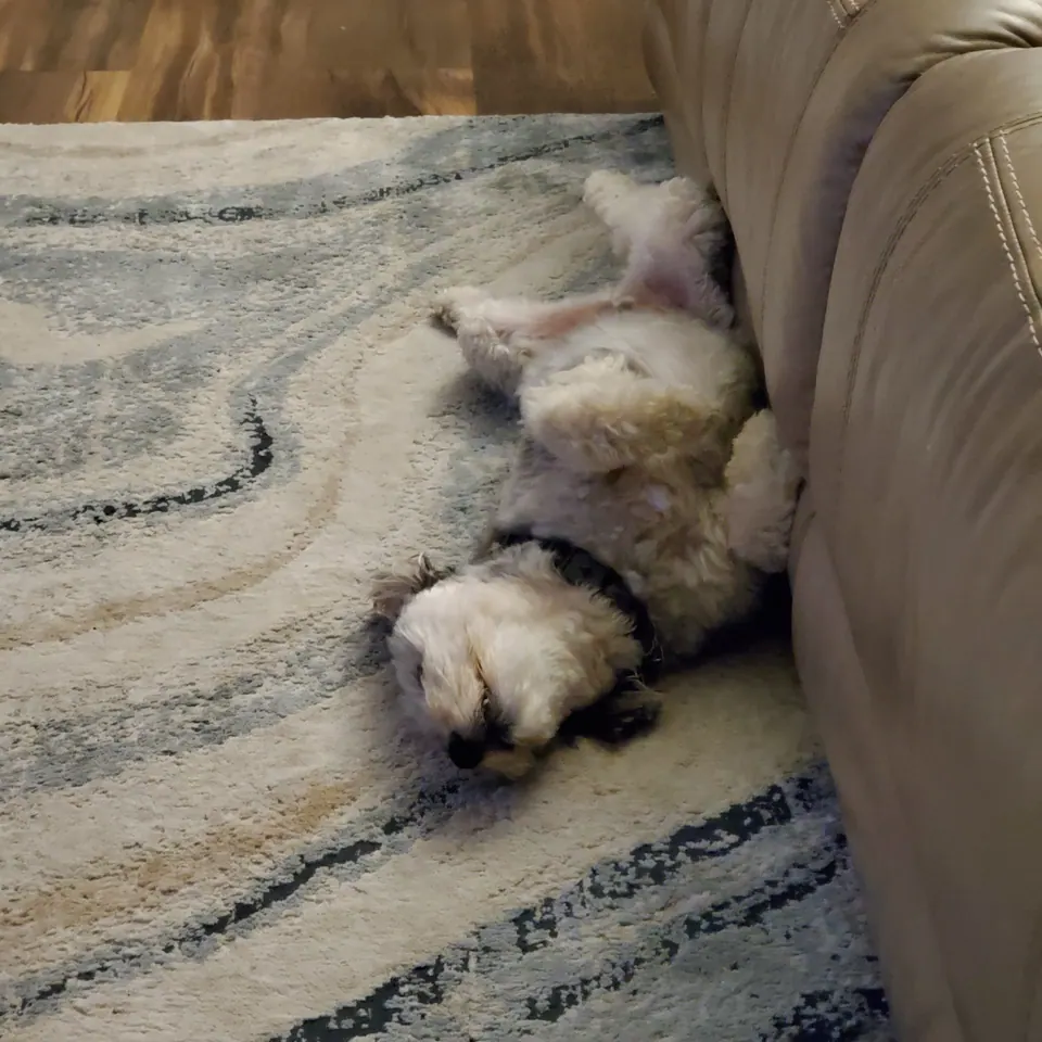 A small dog curled up asleep on a patterned rug beside a sofa.