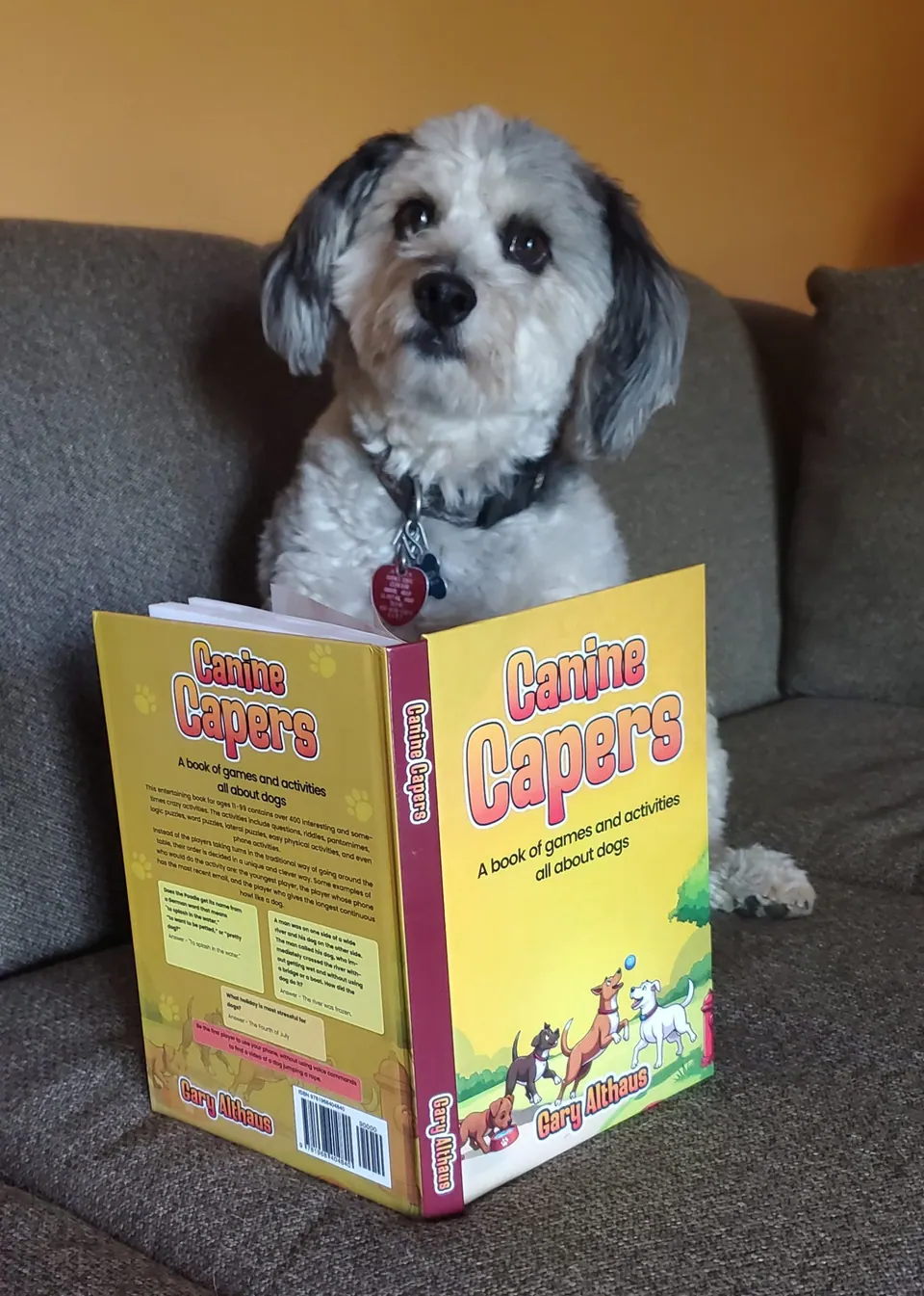 A small dog sitting on a couch behind an open copy of Canine Capers, as if reading it.