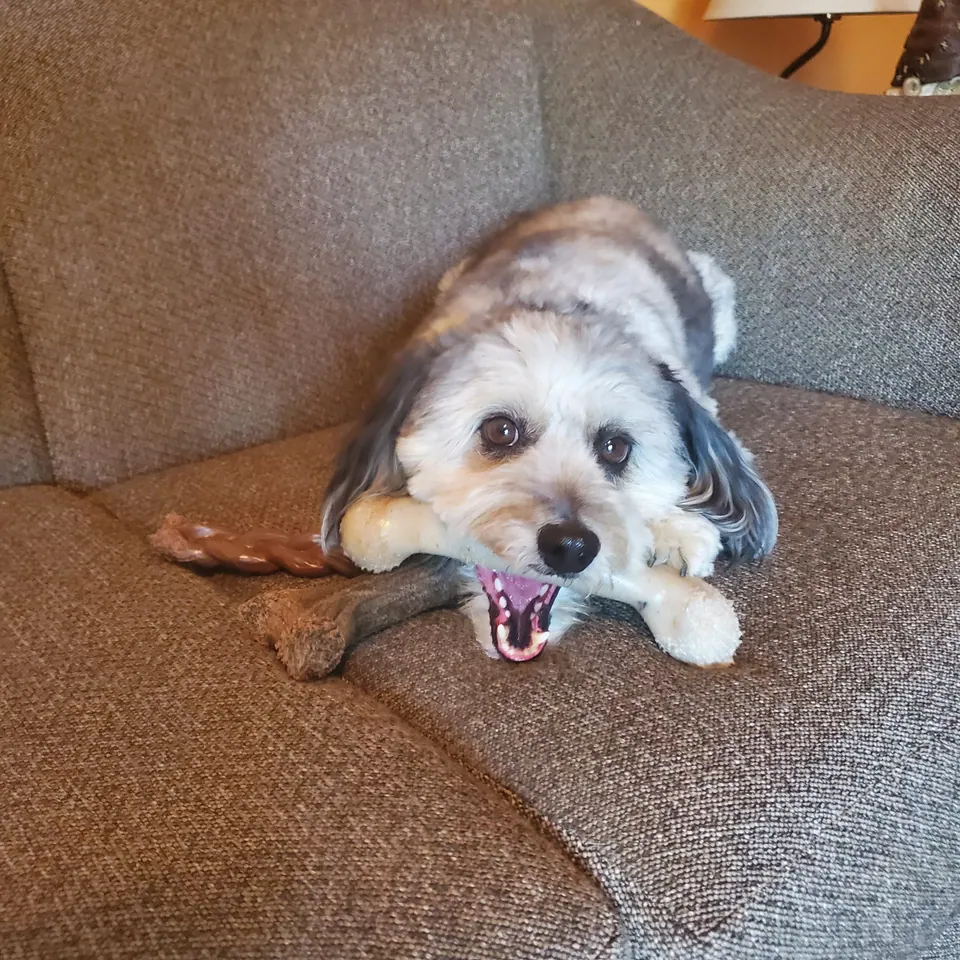 A dog resting its chin on a chew toy on a grey couch.