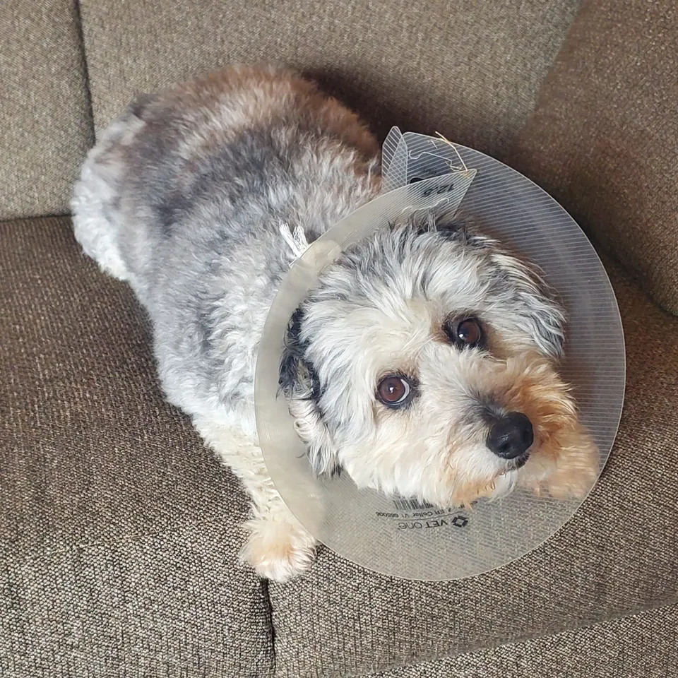 A dog wearing a clear recovery cone, lying on a grey couch.