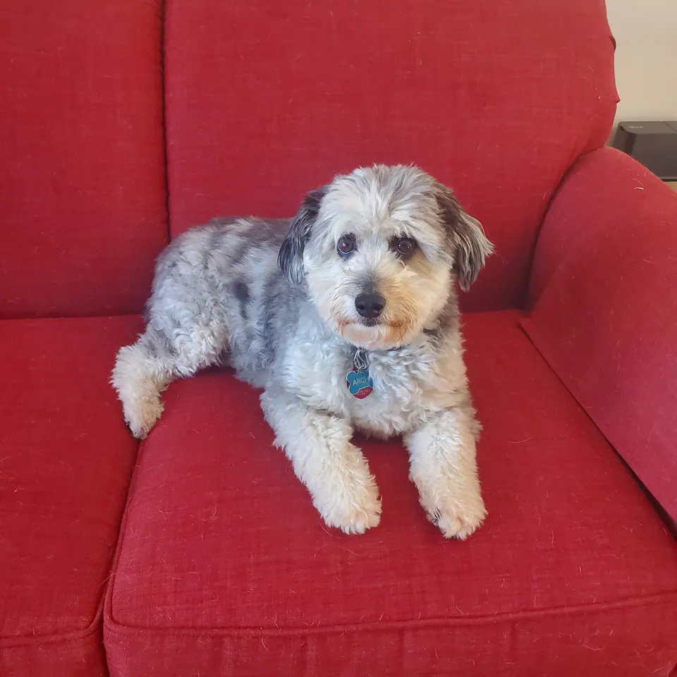A small grey-and-white dog lounging on a red armchair.