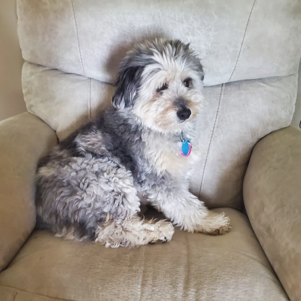 A shaggy grey dog sitting upright in a beige armchair.