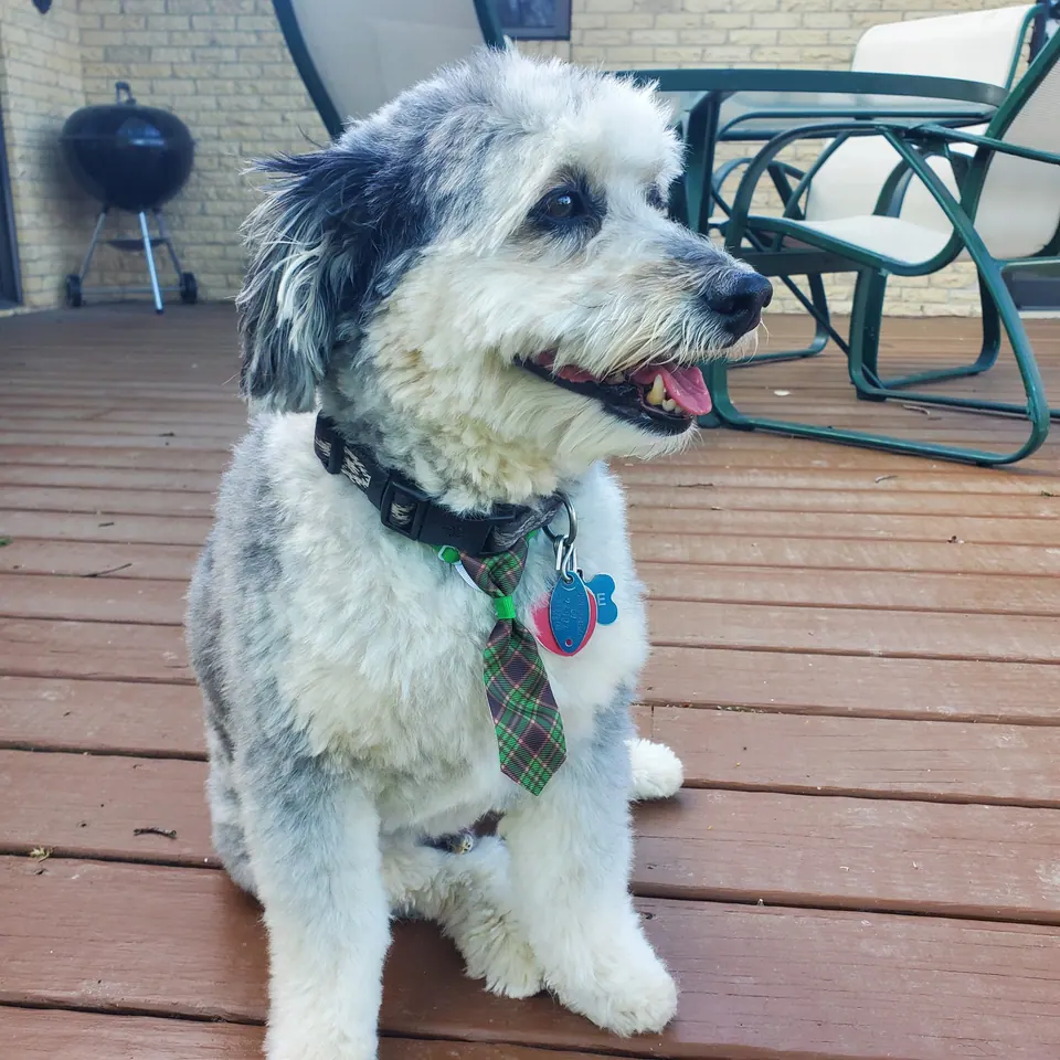 A white-and-grey dog wearing a plaid tie, sitting on a wooden deck with its mouth open in a smile.
