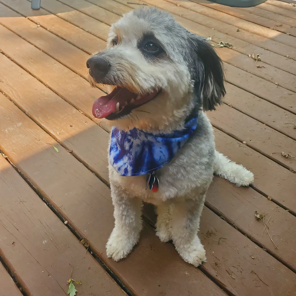 A dog in a blue bandana sitting on a sunlit wooden deck, looking up and to the side.
