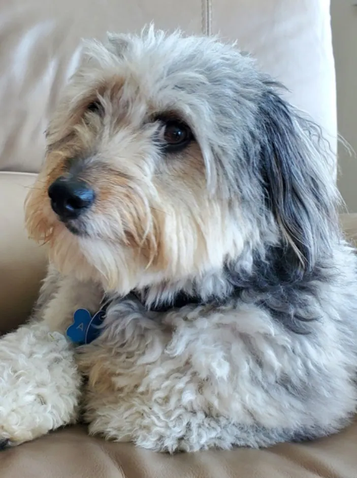 A scruffy grey-and-white dog resting on a leather couch, looking toward the camera.