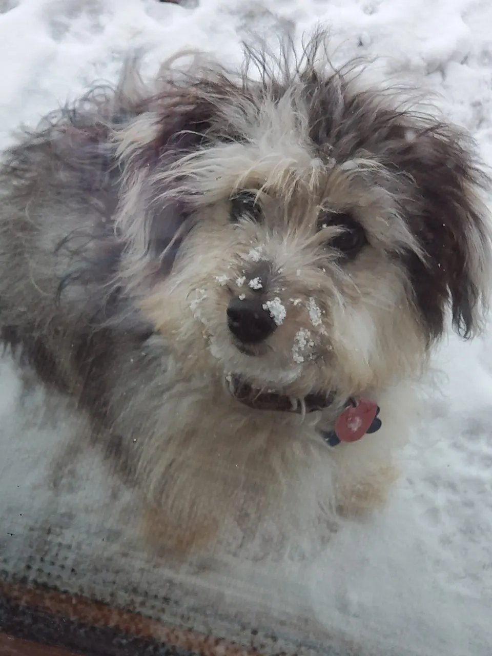 A fluffy dog with a dusting of snow on its nose, sitting in the snow.