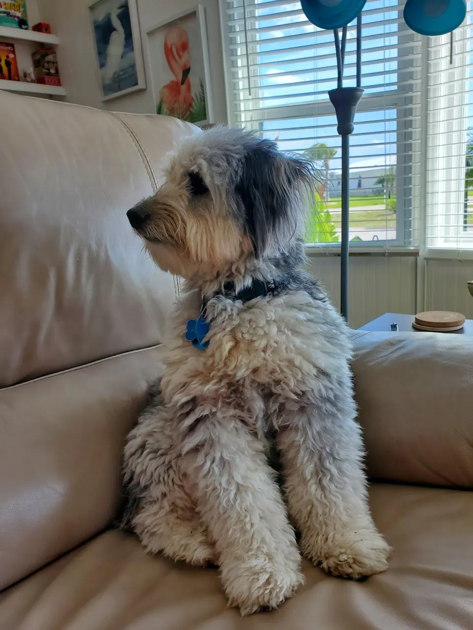 A grey-and-white dog sitting upright on a couch beside a sunny window.